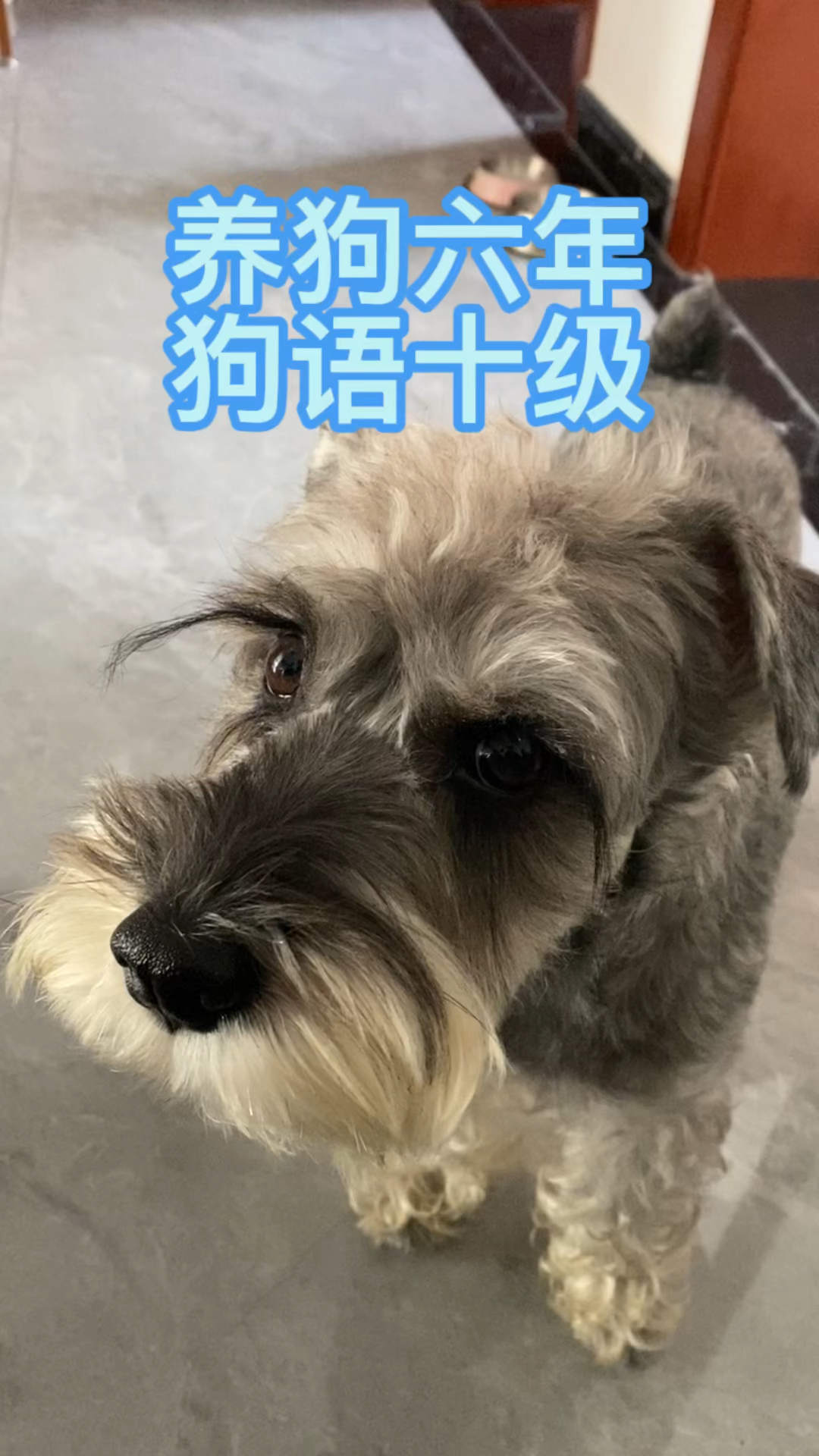 是不是每个养狗人最终都会修炼成狗语十级