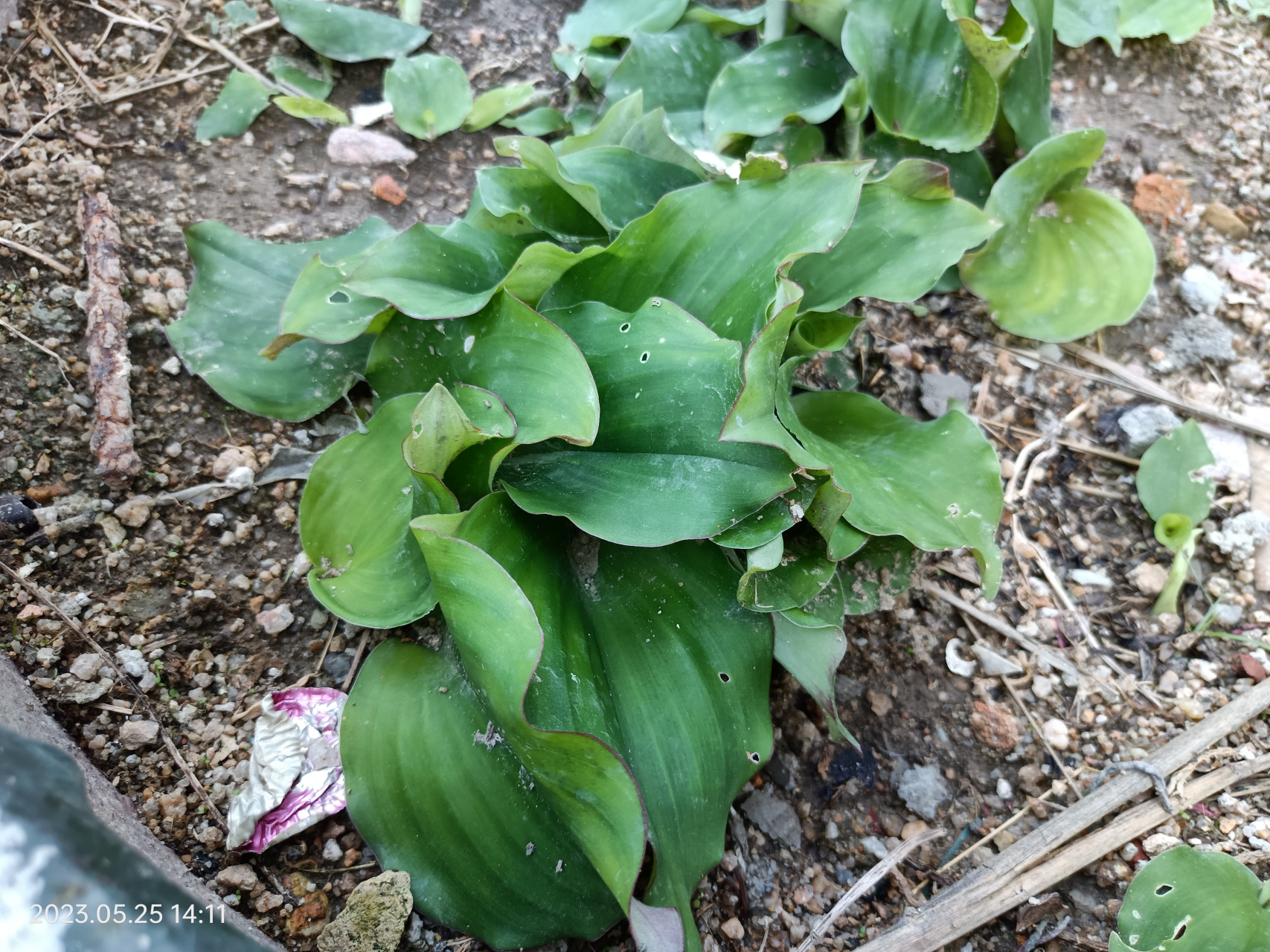 植物,好吃的山奈(沙姜)