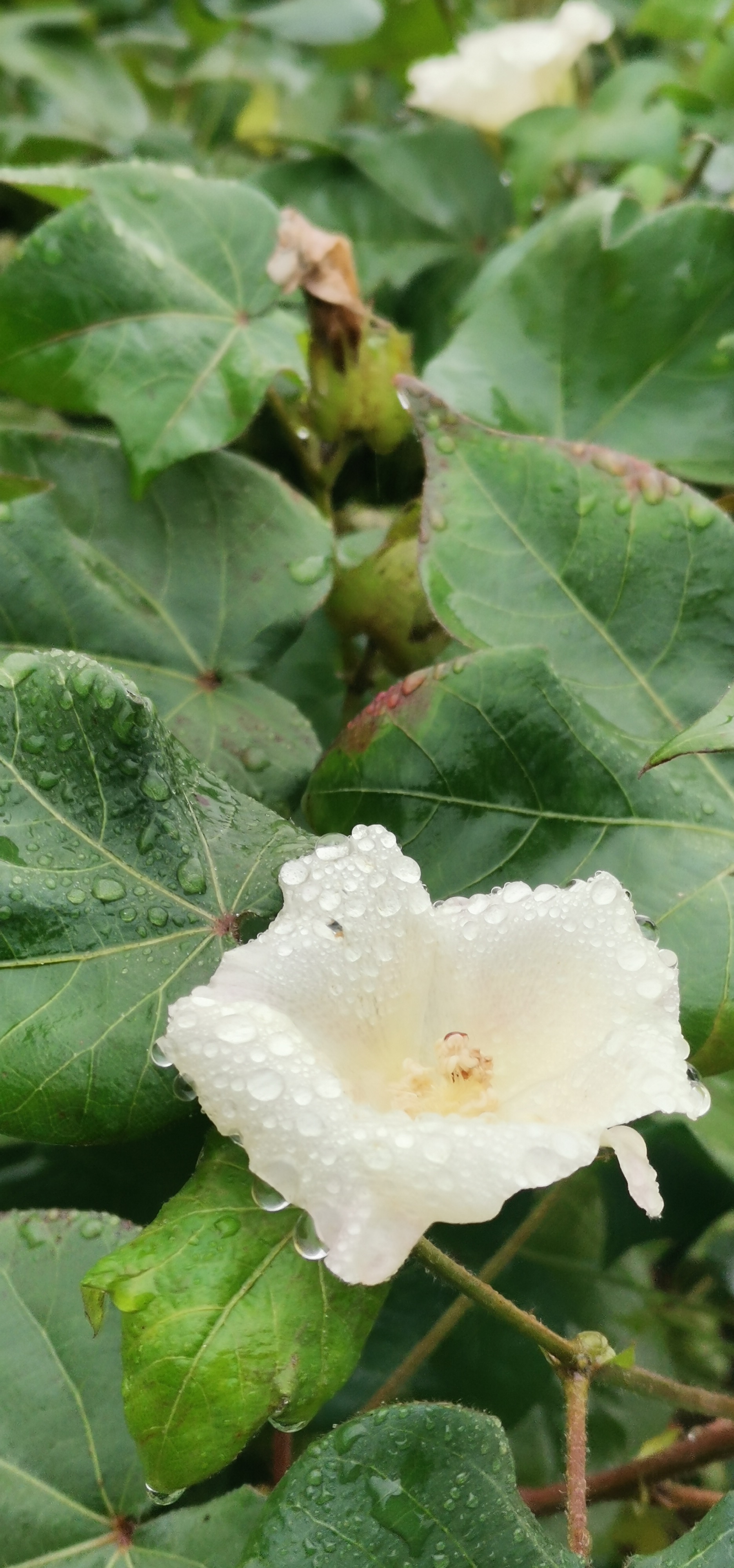 陆地棉花:从种子到收获