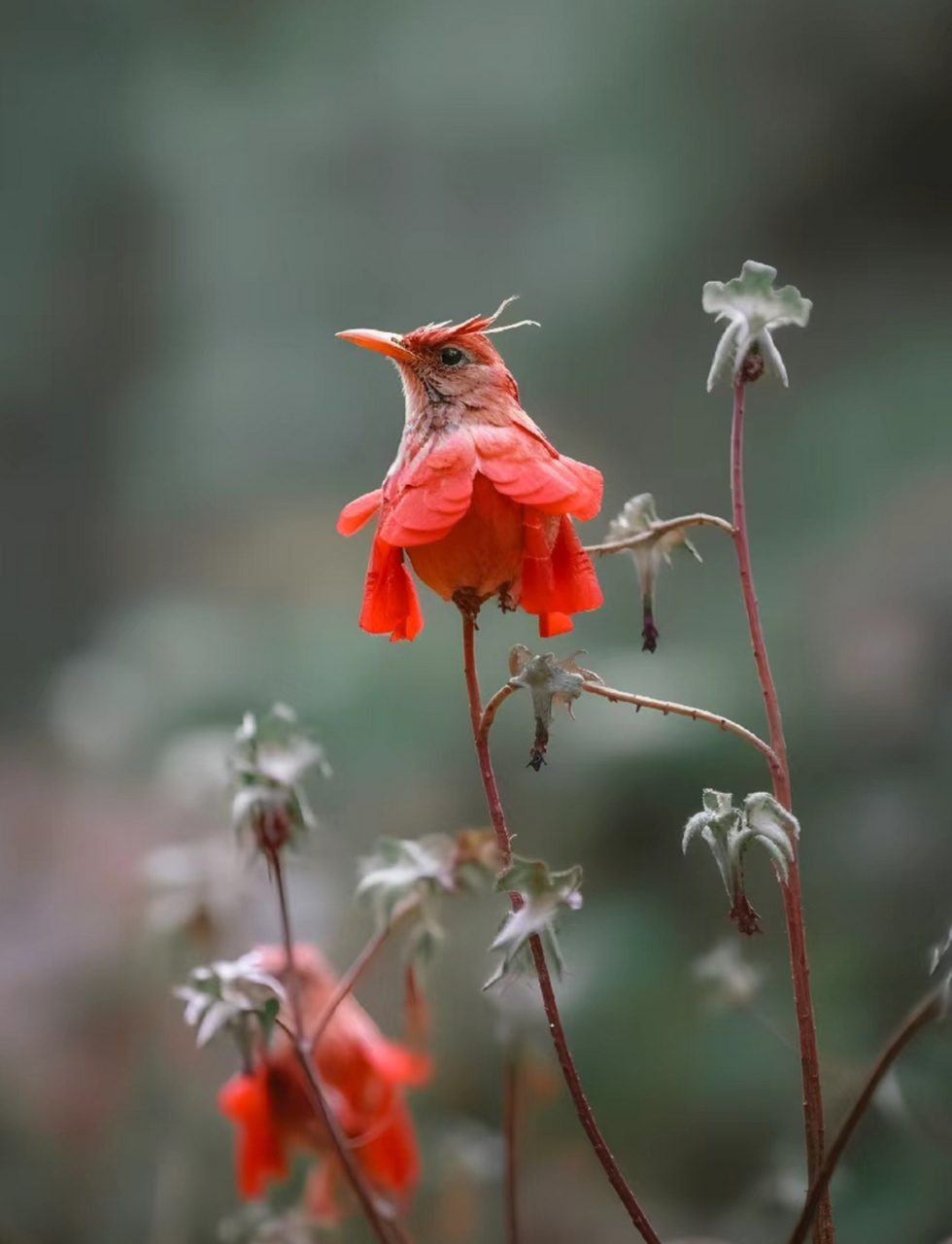 新伪装者?这是花开得像鸟,还是鸟伪装得像花?