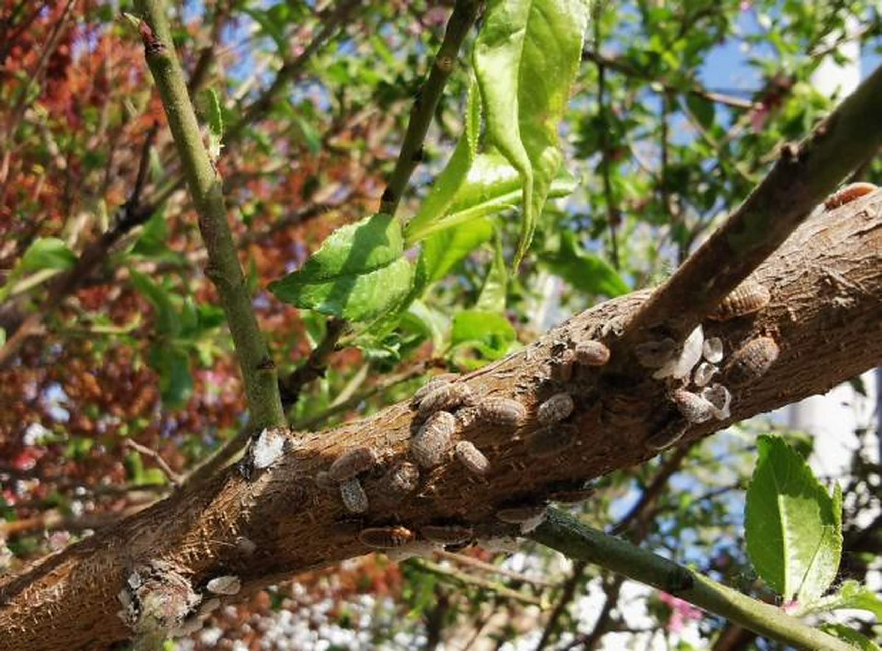金腰带,原来是因为它(草履蚧)!