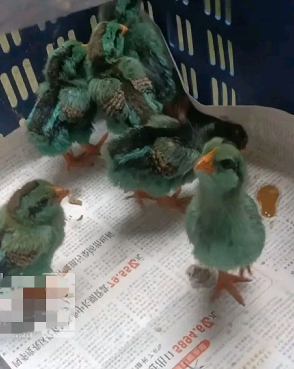 这是孔雀幼崽吗?