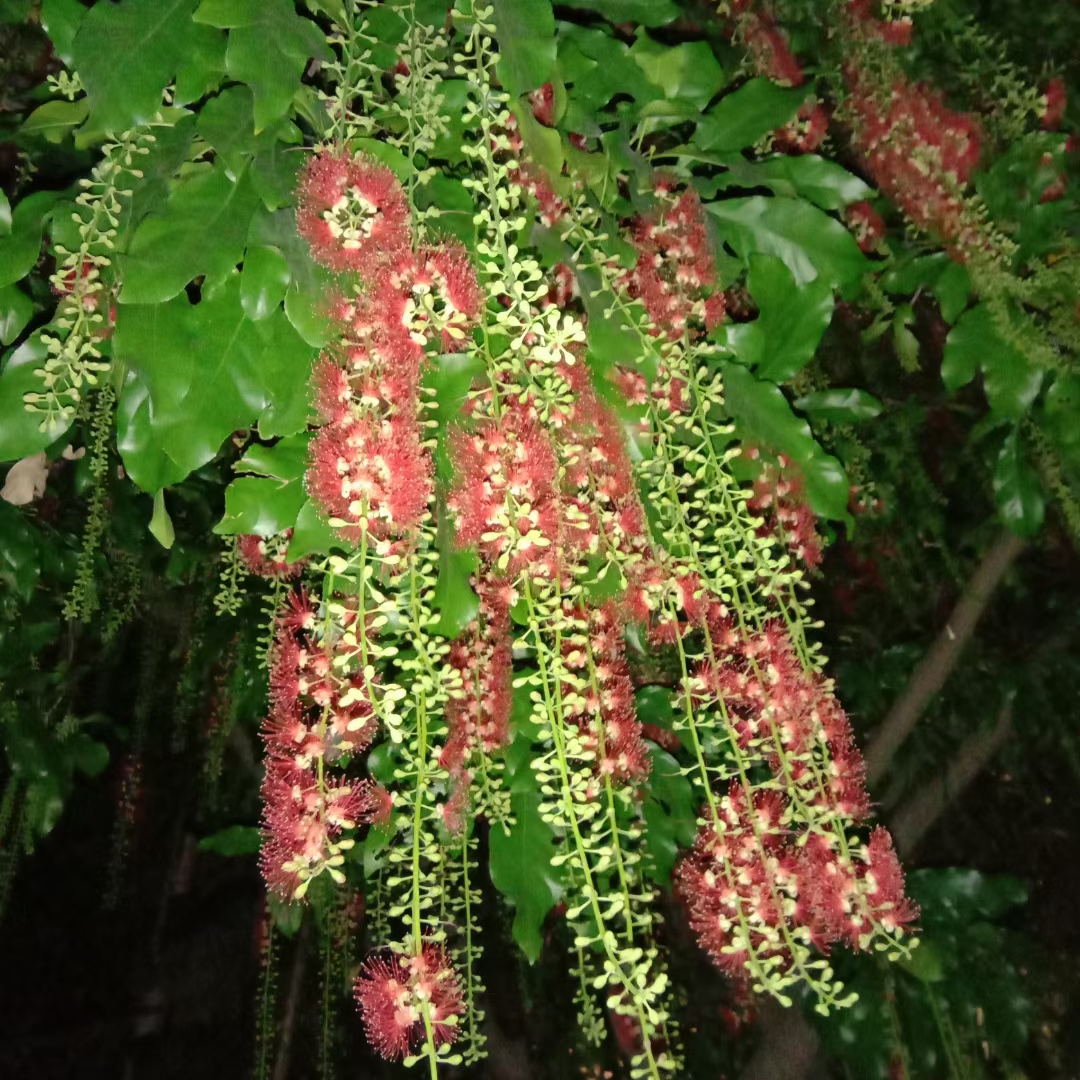 红花玉蕊,晚上开花,清晨凋谢.即使刹那芳华,也要绚烂绽放!