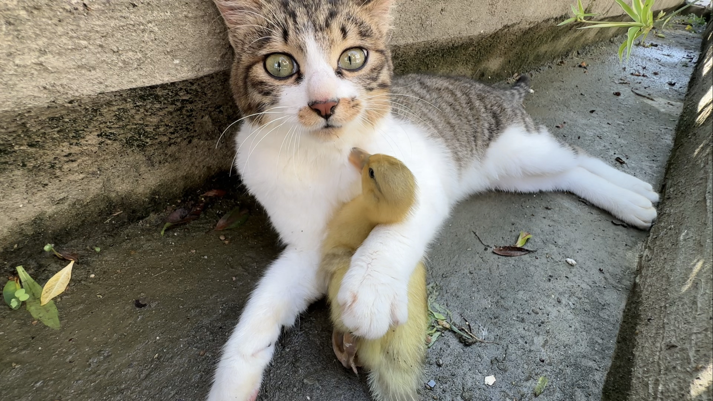 当一只猫学鸭子游戏,场面搞笑