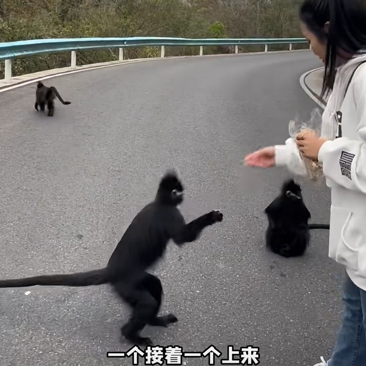 一看就知道不是峨眉山的猴子,還知道舉手.