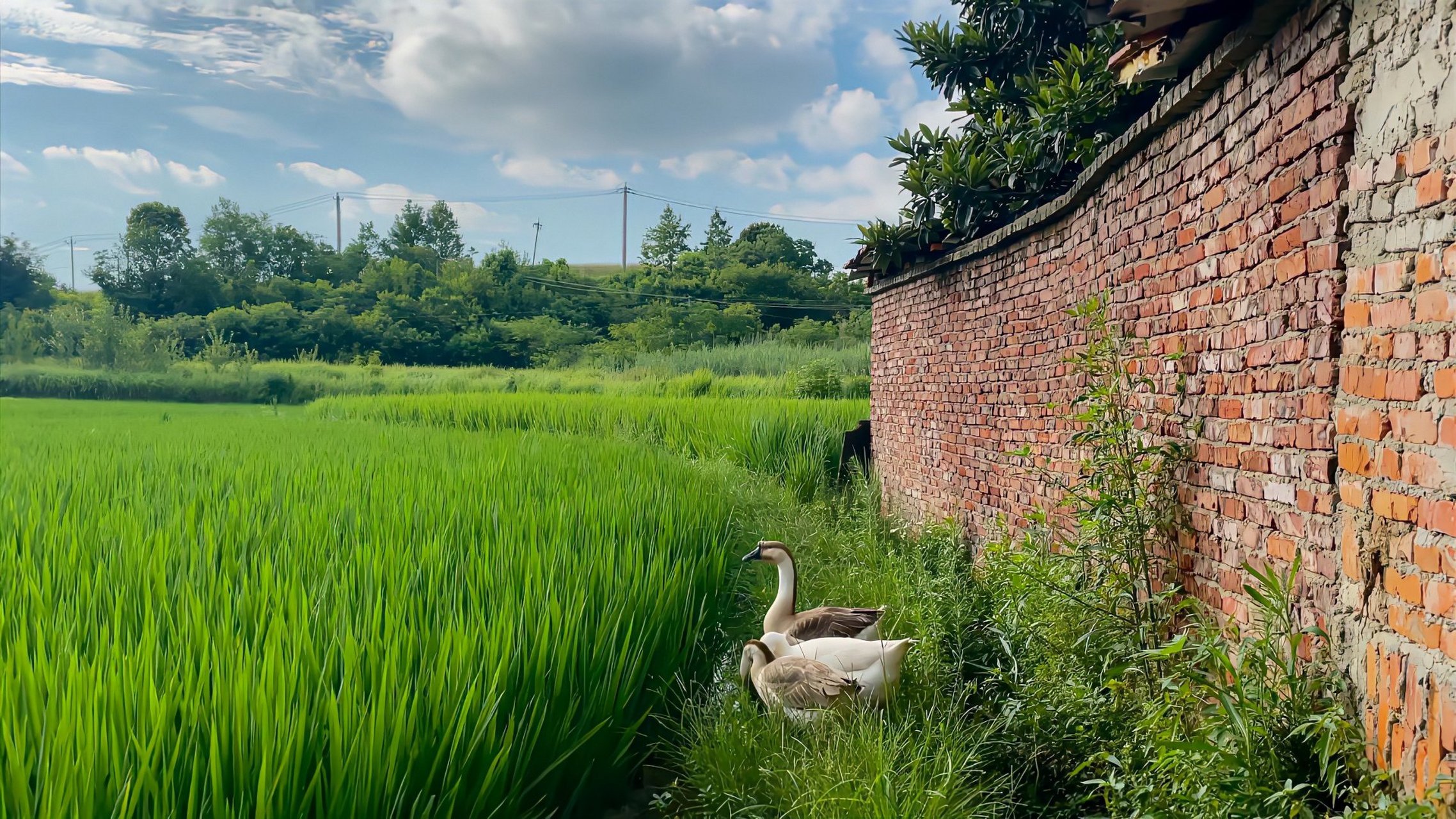 农村的风景,平淡但耐看,也许老家并不便利,却最温暖治愈. 67