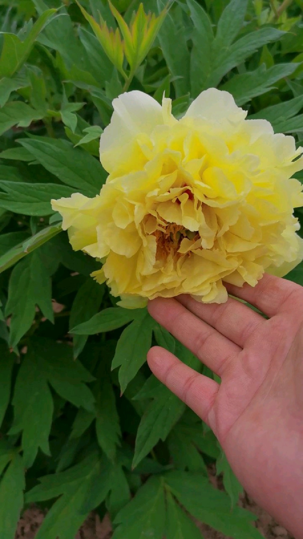 大颗海黄牡丹开花了层次也挺多了