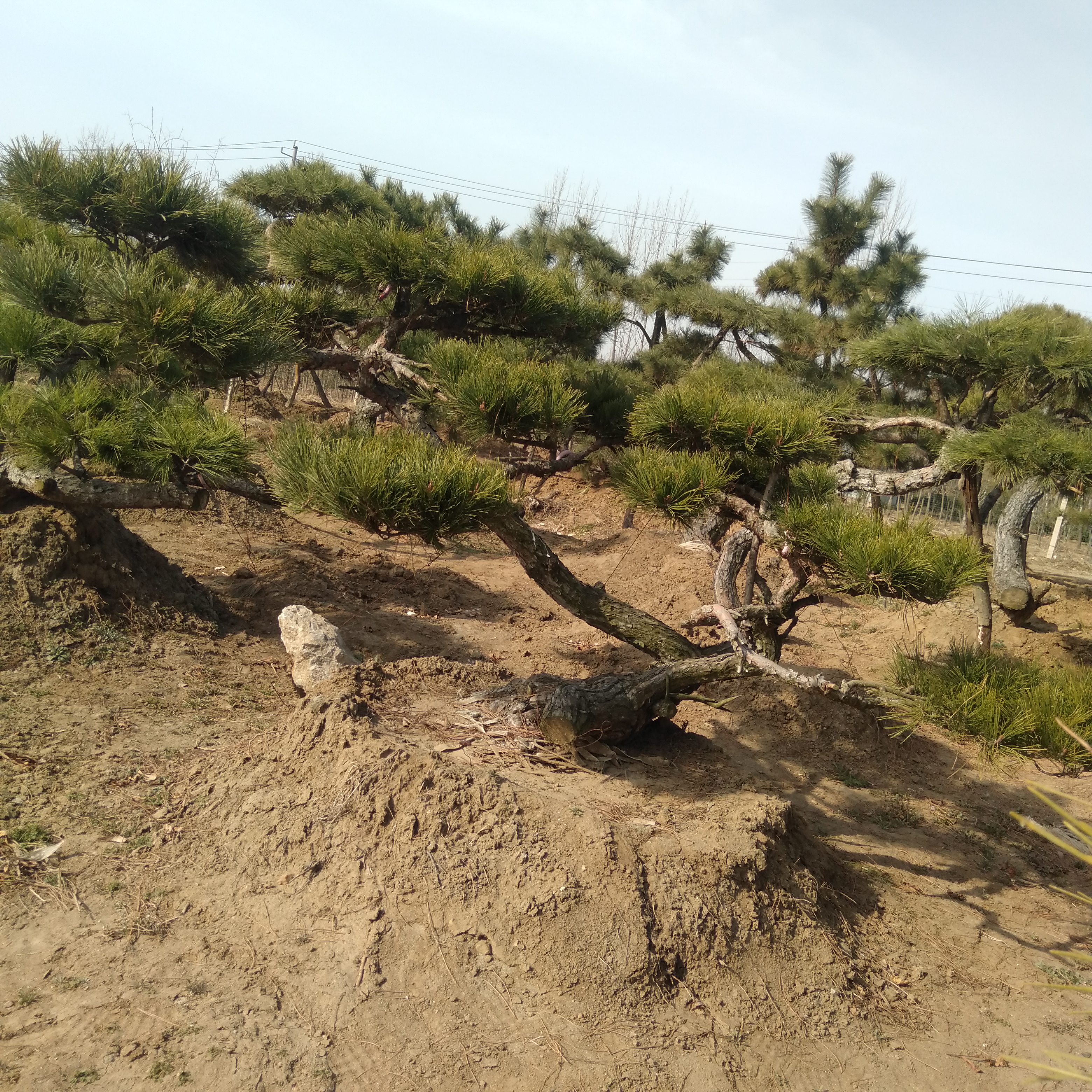 山采老桩黑松盆景