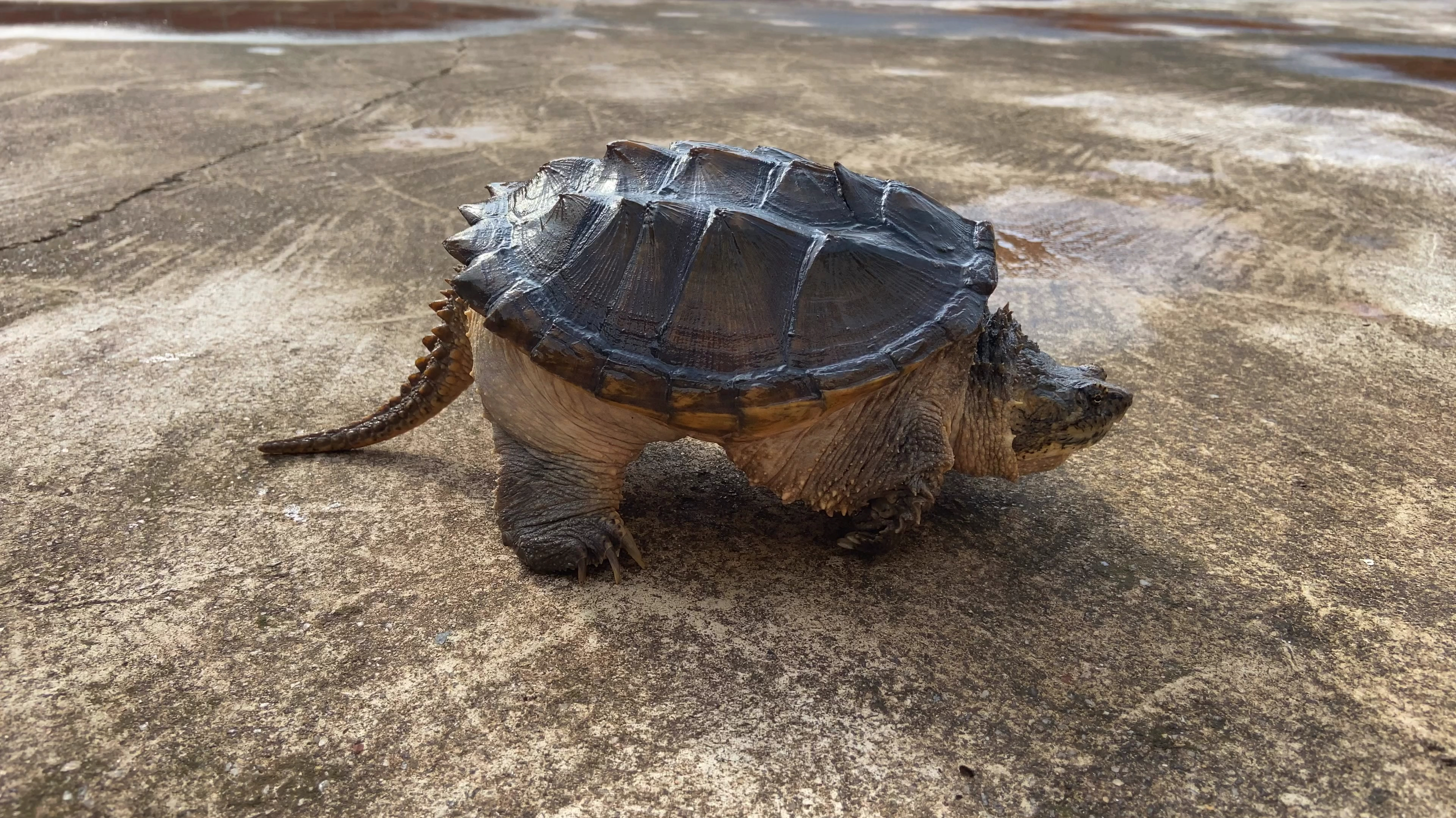 家里鳄龟一个月没喂了,扔一只活田鸡进去,吃得喳都不剩