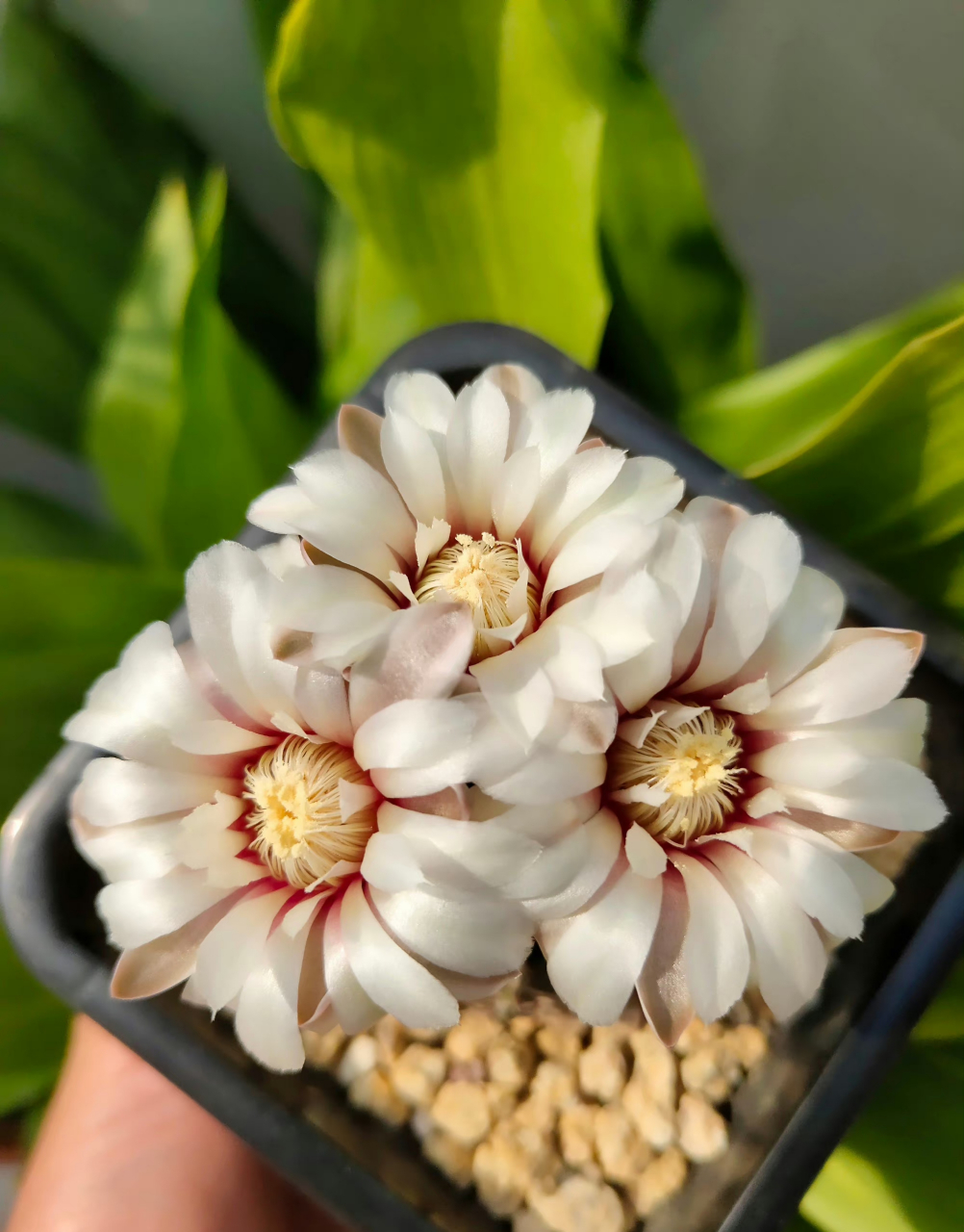 多肉仙人球 瑞昌玉 丽蛇丸 67