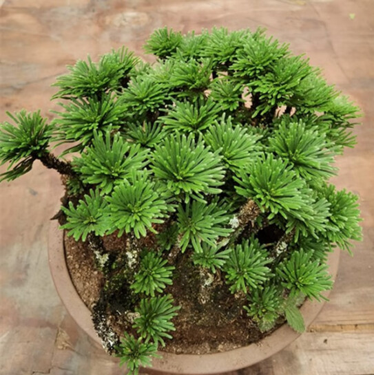 还魂草盆景的养殖方法