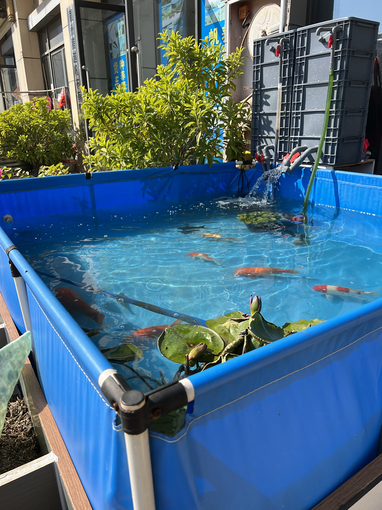 井水可以养鱼吗