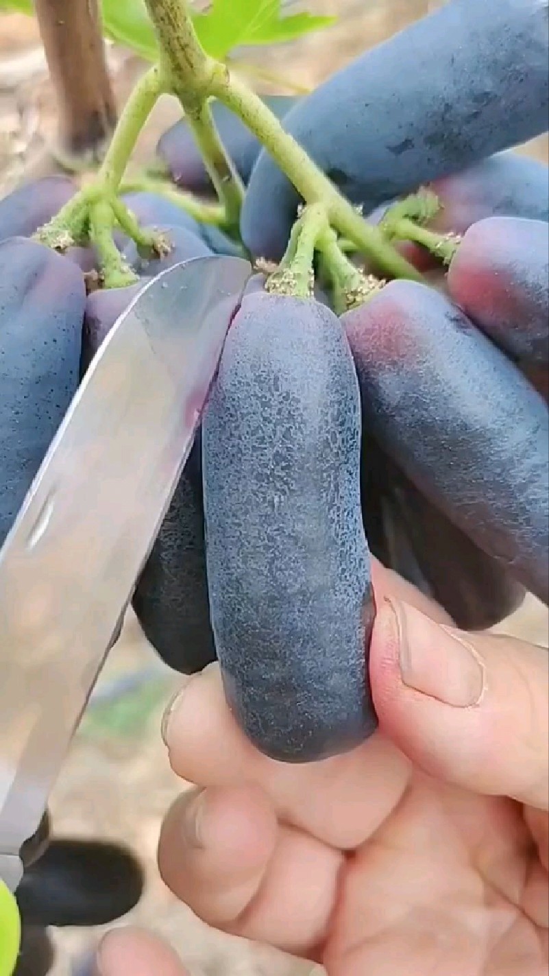 黑色手指葡萄