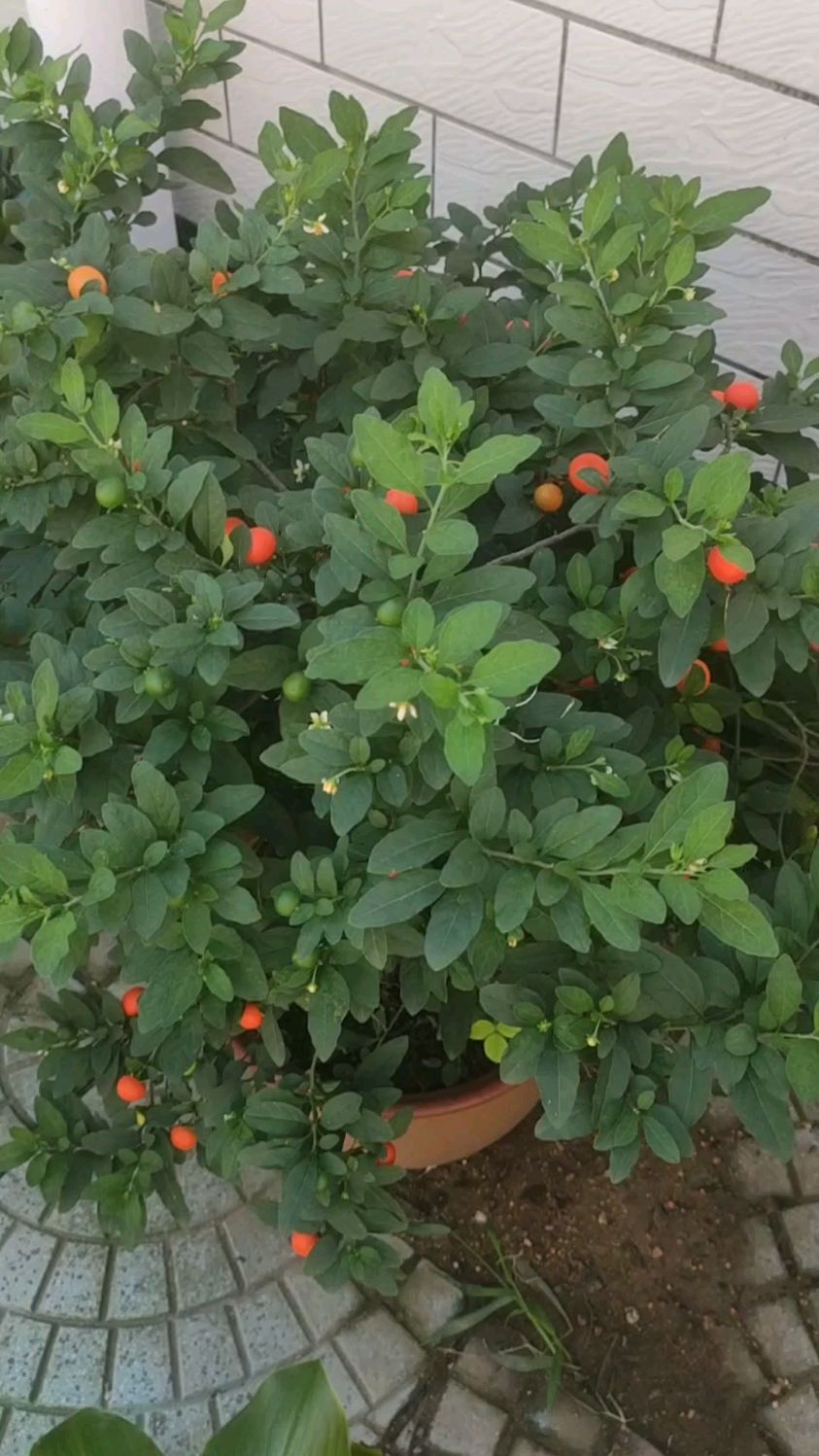 吉庆果红彤彤很喜庆,但是却有小毒,在家养需注意