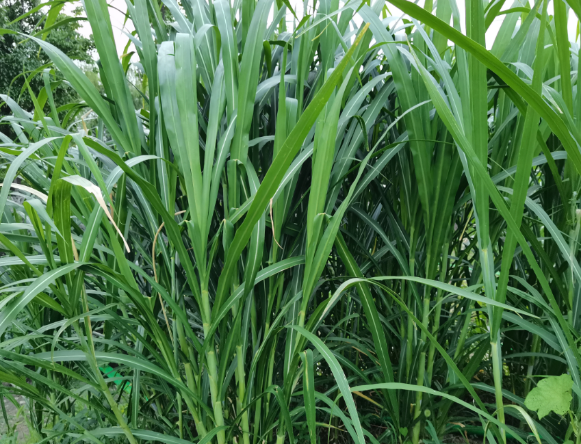 亩产30吨以上的"牧草王草","耐寒几号"是不是骗局?