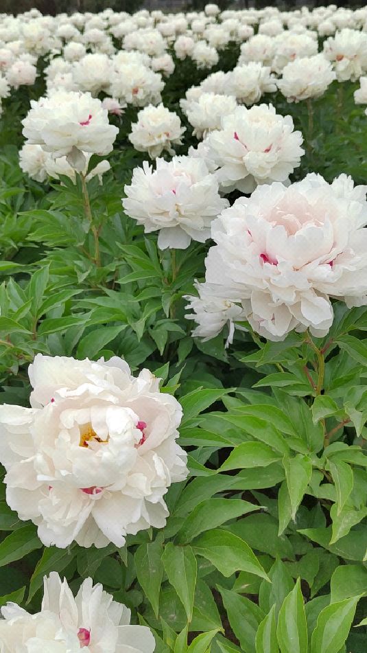 白色系观赏芍药雪原红花,花语:代表纯洁的爱恋.