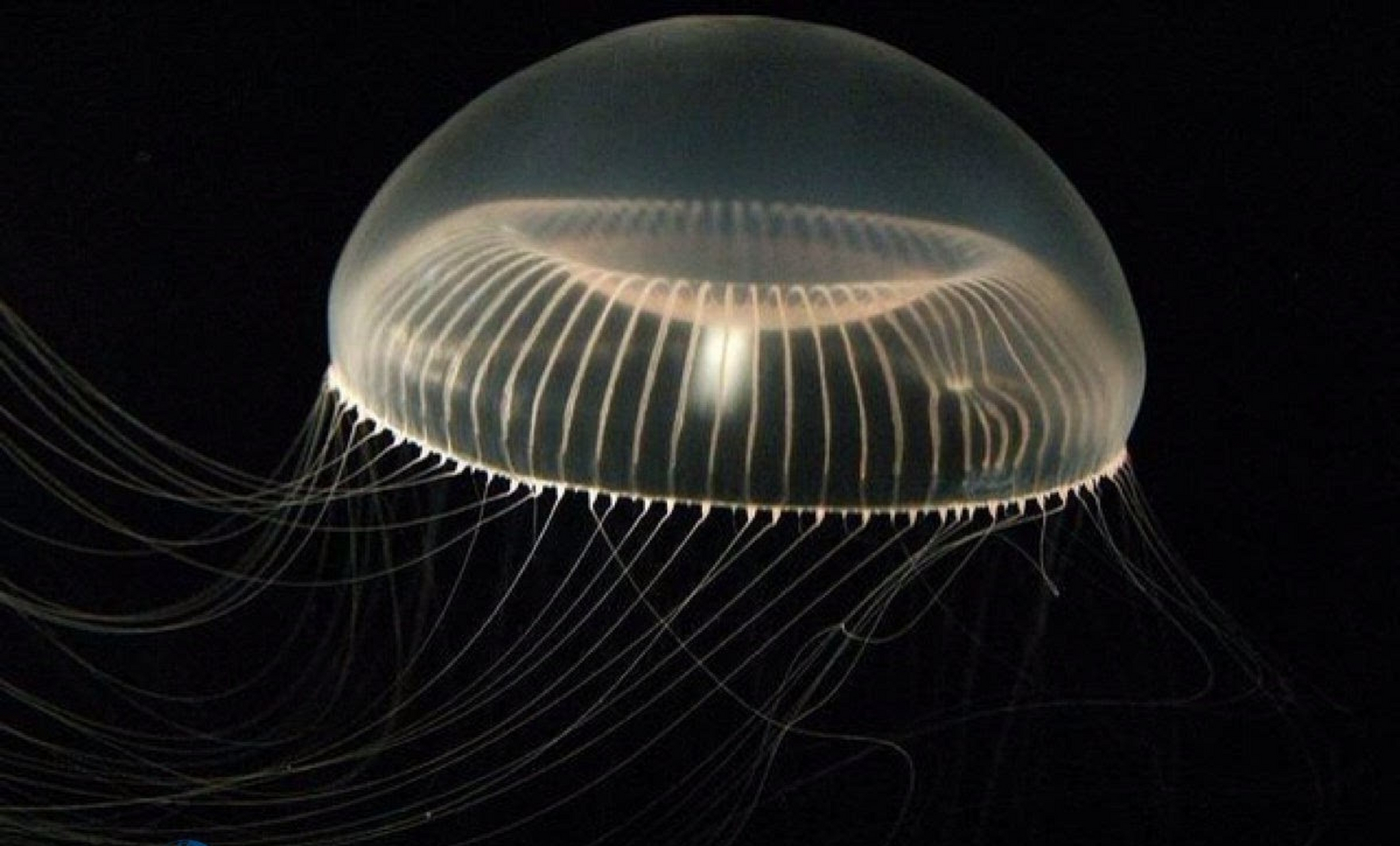 世界上唯一可以长生不老的生物,灯塔水母是世界上唯一可以长生不老的