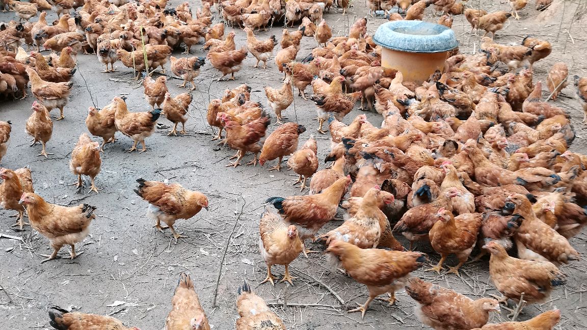 鸡肠道不好拉稀,只在水里加一味,鸡肠道健康进食好