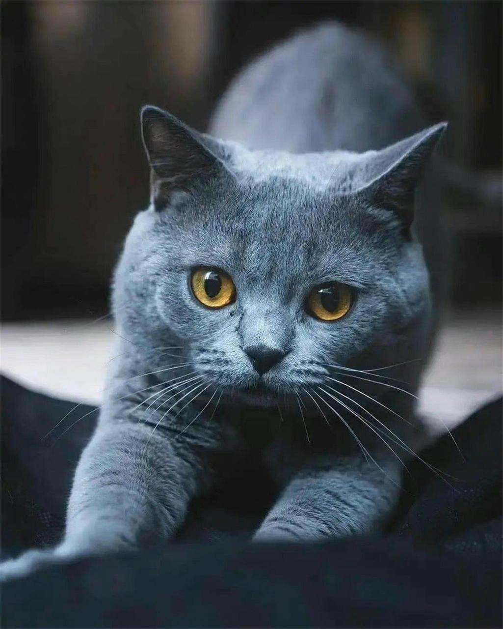 可爱的蓝猫壁纸图呀嘿[鲜花]