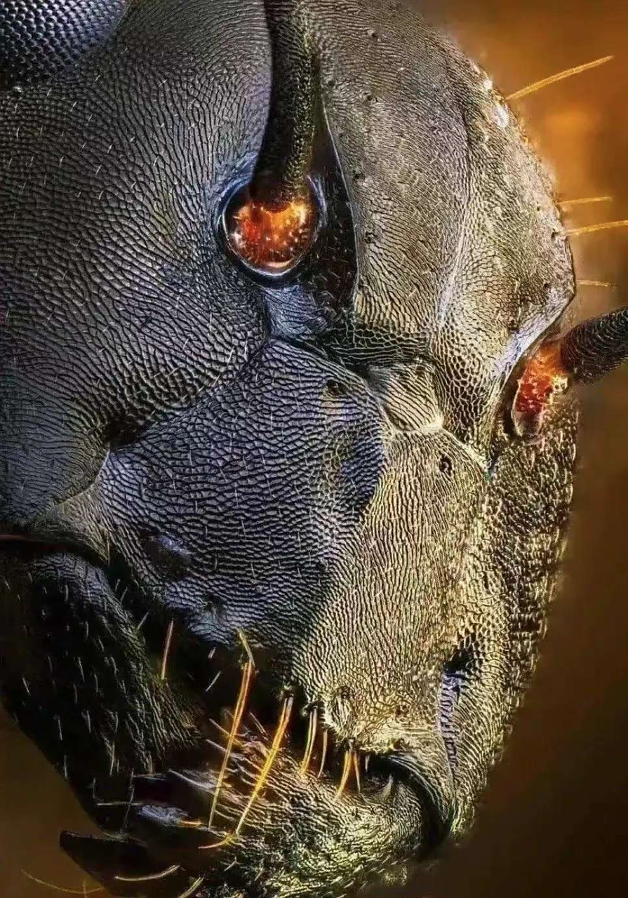 蚂蚁放大一千倍[滑稽]