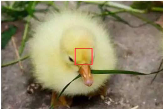 小鹅怎样分辨公母图片图片