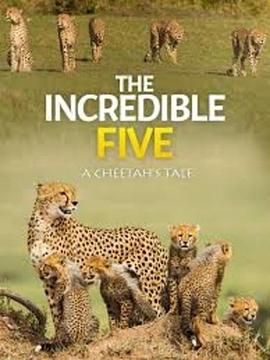 《 The Incredible Five A Cheetah's Tale》传奇怎么倒元宝