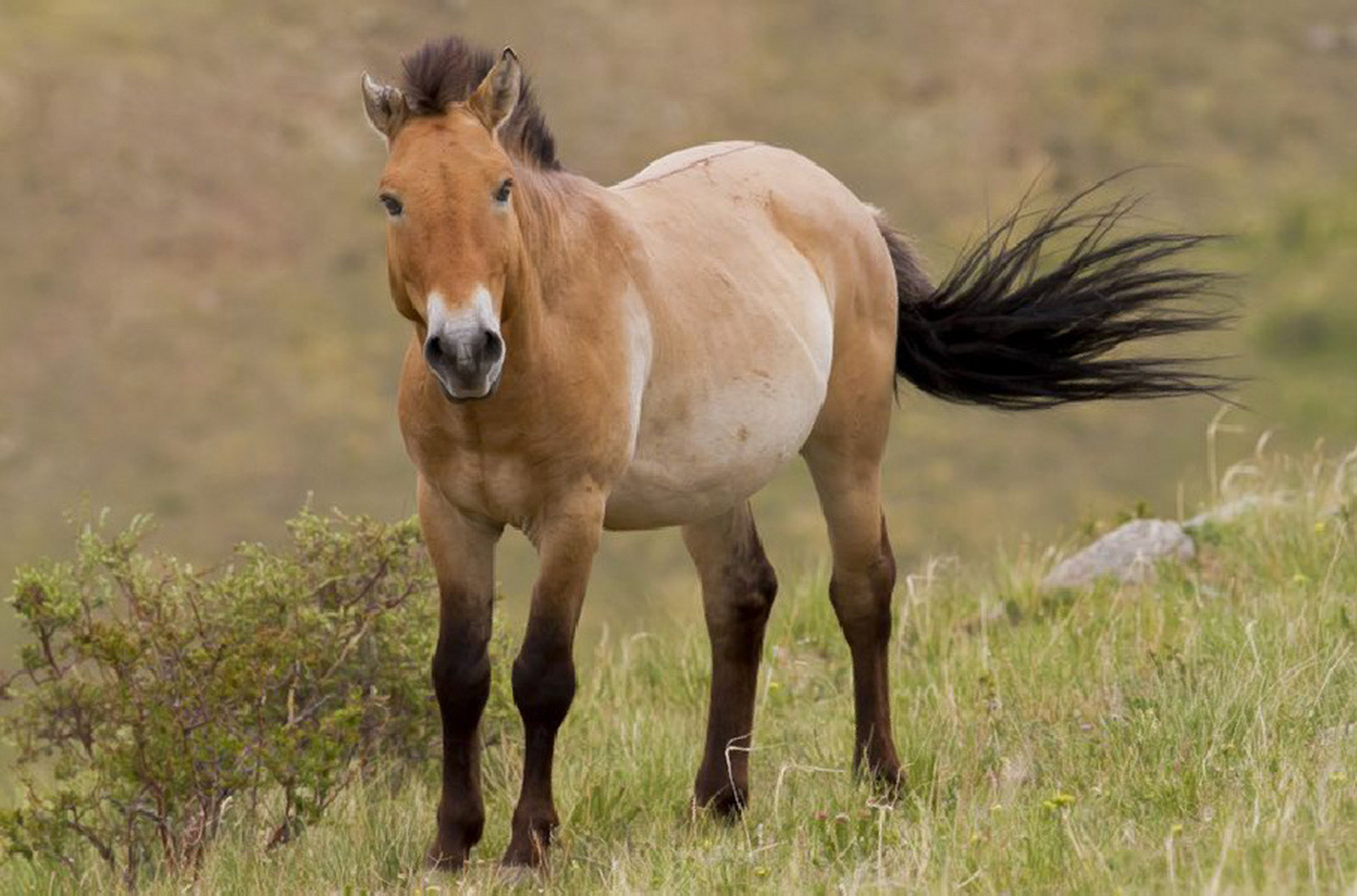 新疆野马国际图片