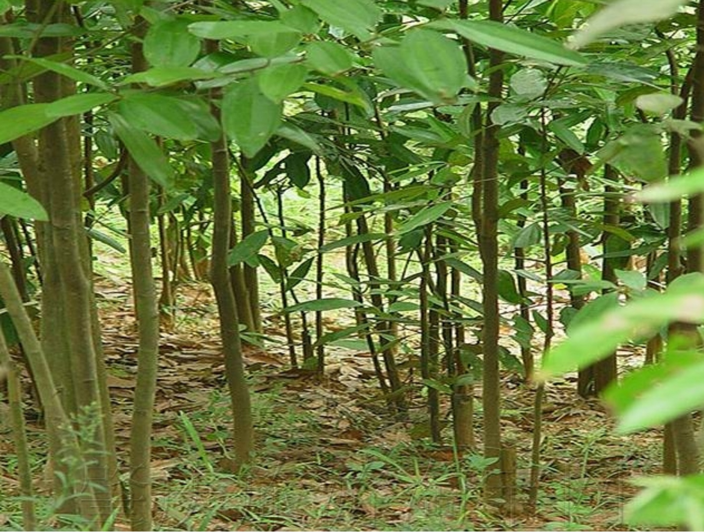 帶你認識農村很有經濟價值的一種樹-肉桂樹