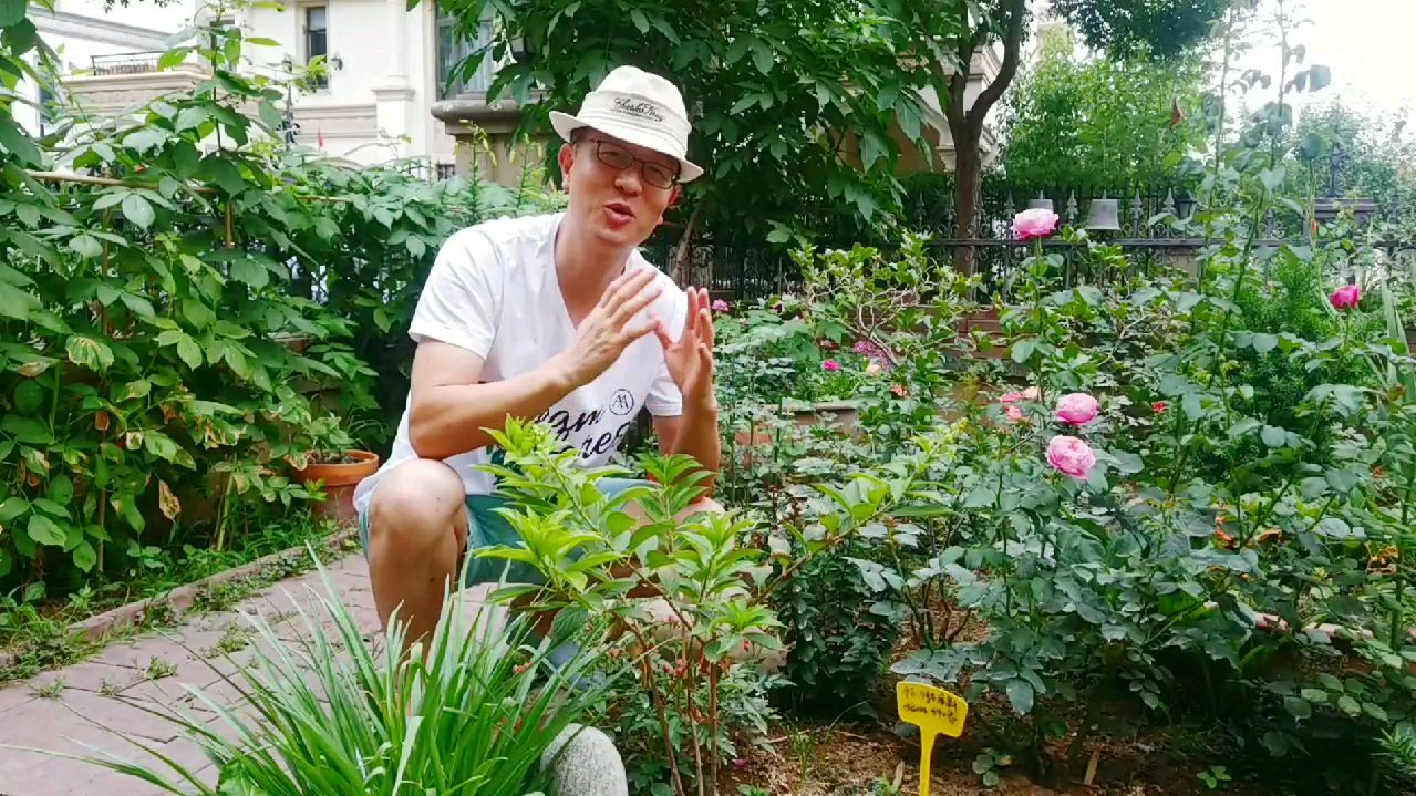 我的月季故事:我是如何来辨别和学习月季品种以及它们的特征的