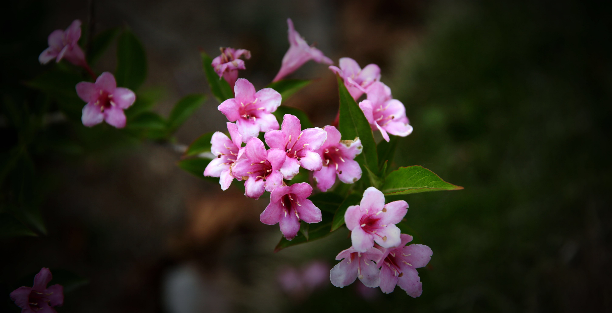 锦带花在春花凋敝夏花未开之时绽放, 代表了一种生生不息,蓬勃向上
