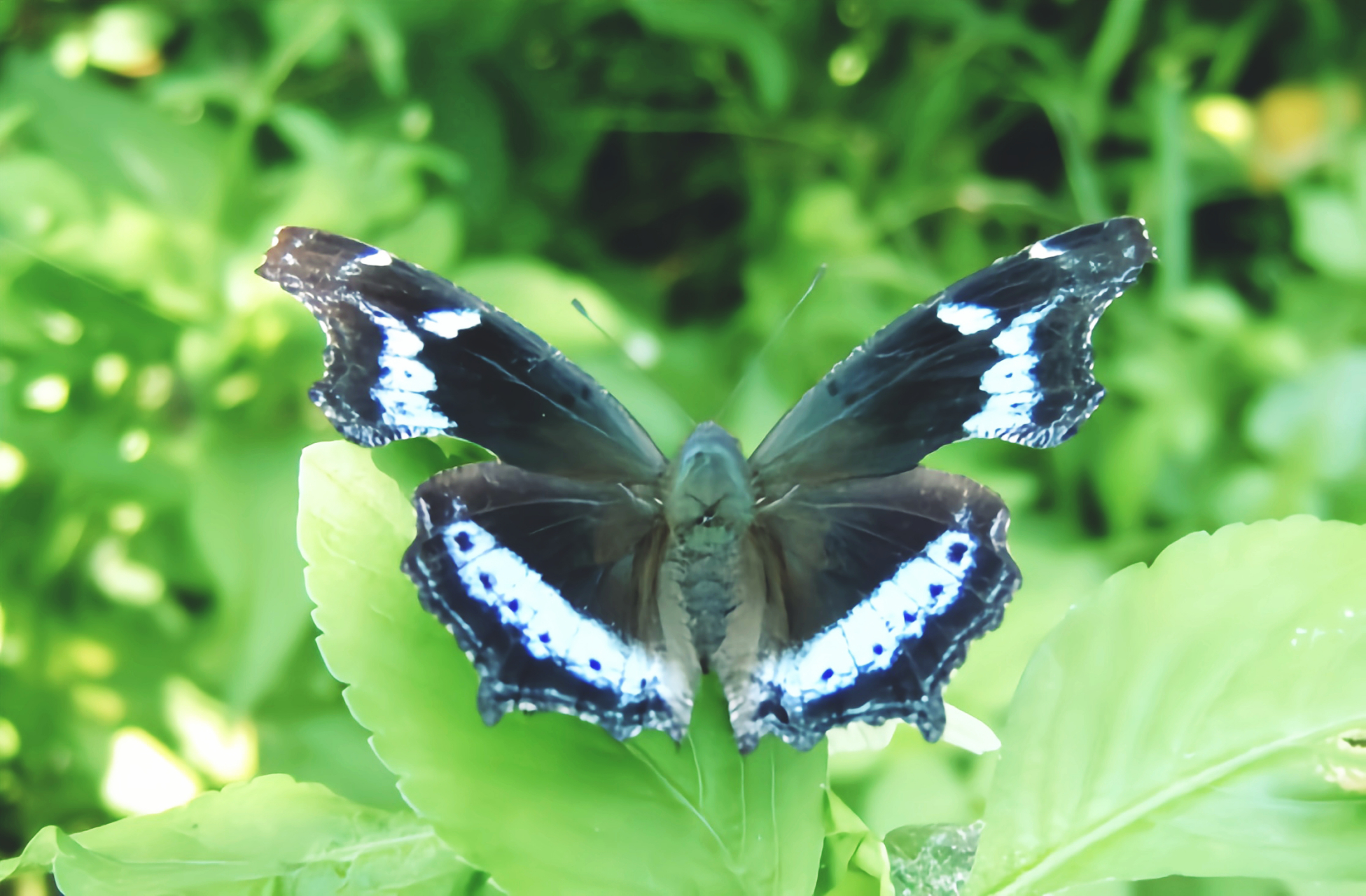 每天认识一种昆虫——琉璃蛱蝶 琉璃蛱蝶是一种中型蛱蝶,数量稀少