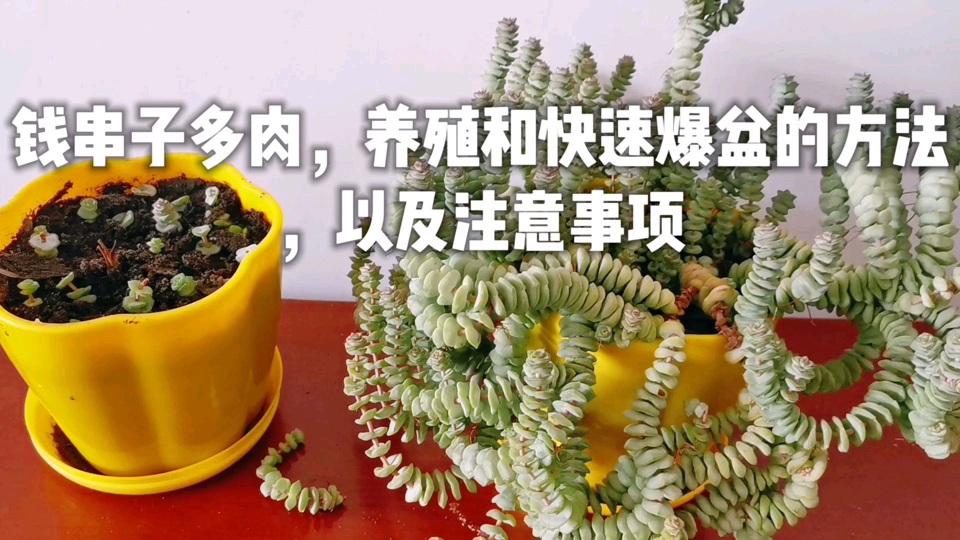 钱串子多肉,养殖和快速爆盆的方法,以及注意事项