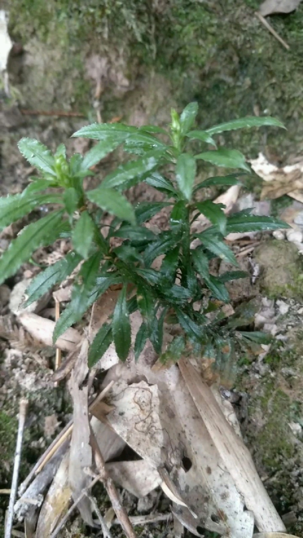 珍贵中草药(千层塔)实拍,药用价值不懂就问度娘-度小视