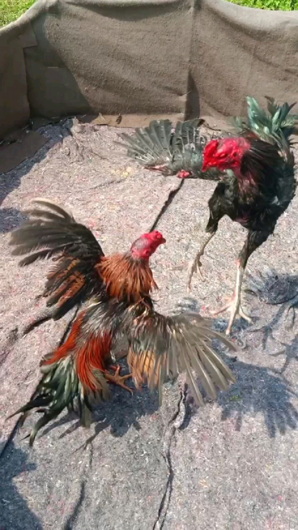 两只斗鸡头上都伤的不轻伤敌一千自损八百