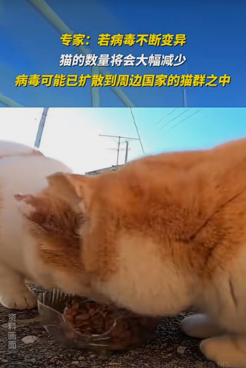 致死率近90%的猫冠状病毒全球肆虐,超30万只猫死亡,或已扩散到其他