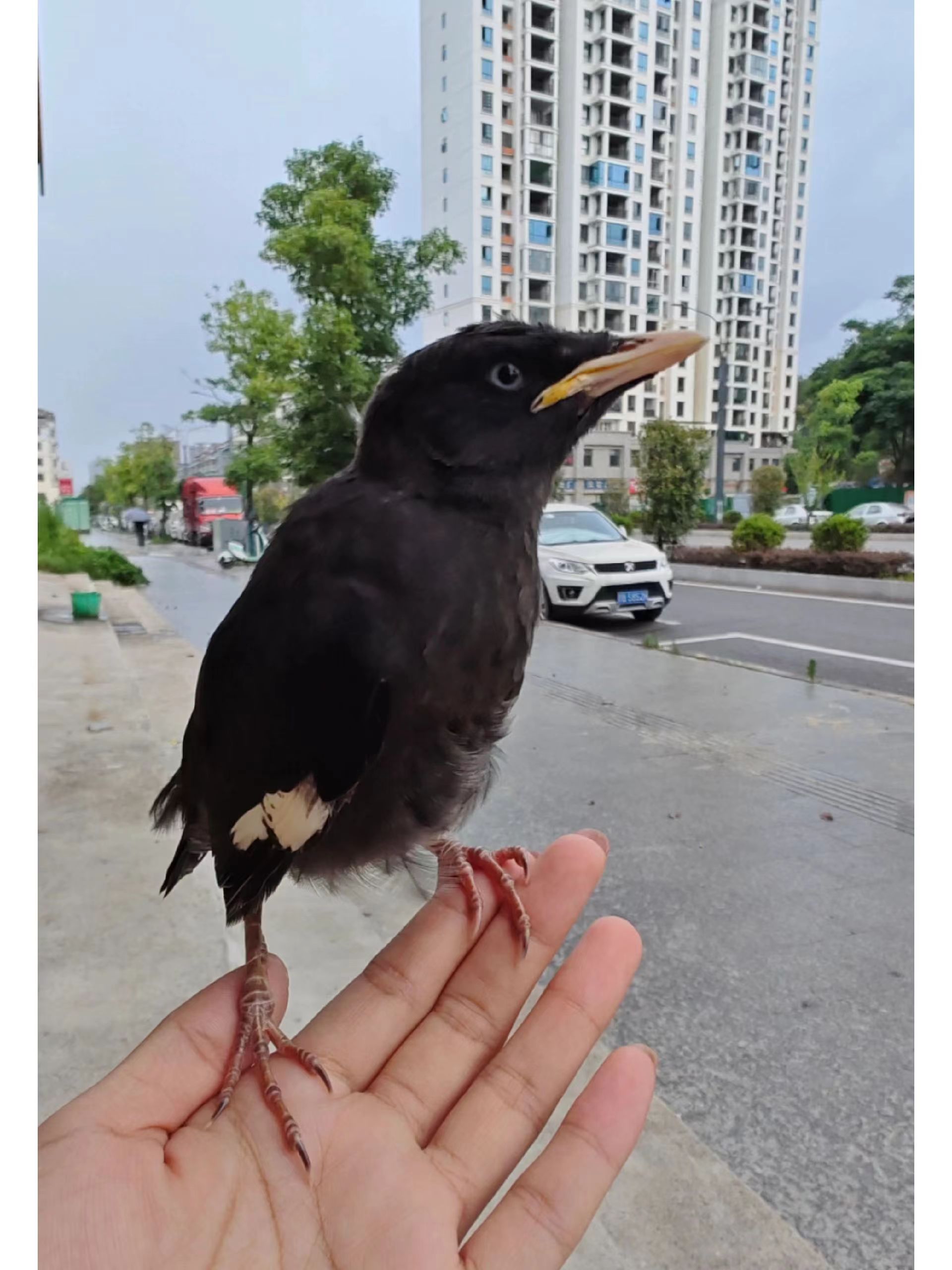 八哥不上手一篇文章教会你
