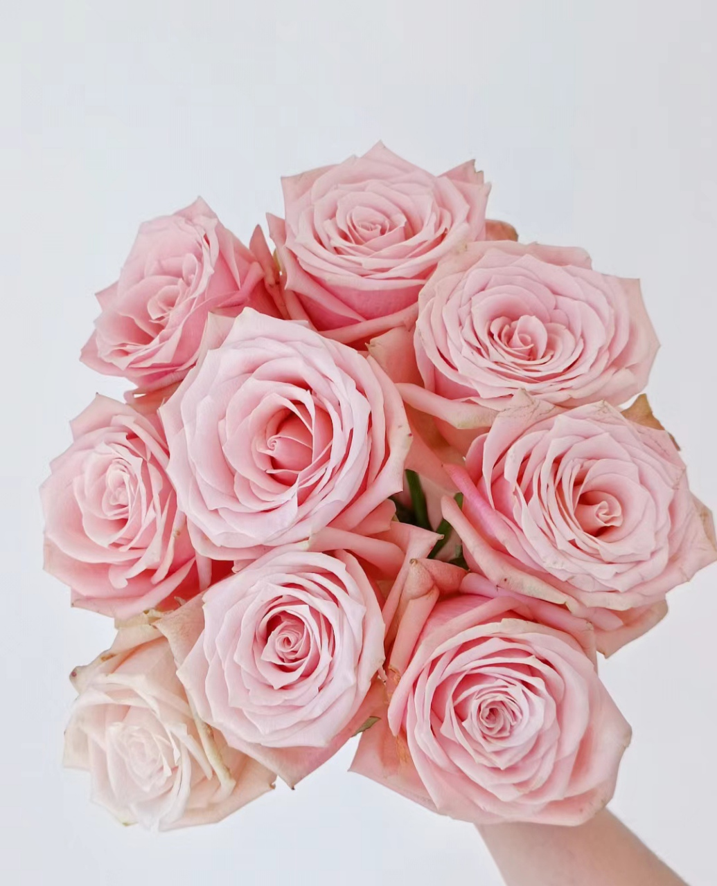 胭脂粉玫瑰#寻找百度ai写手计划