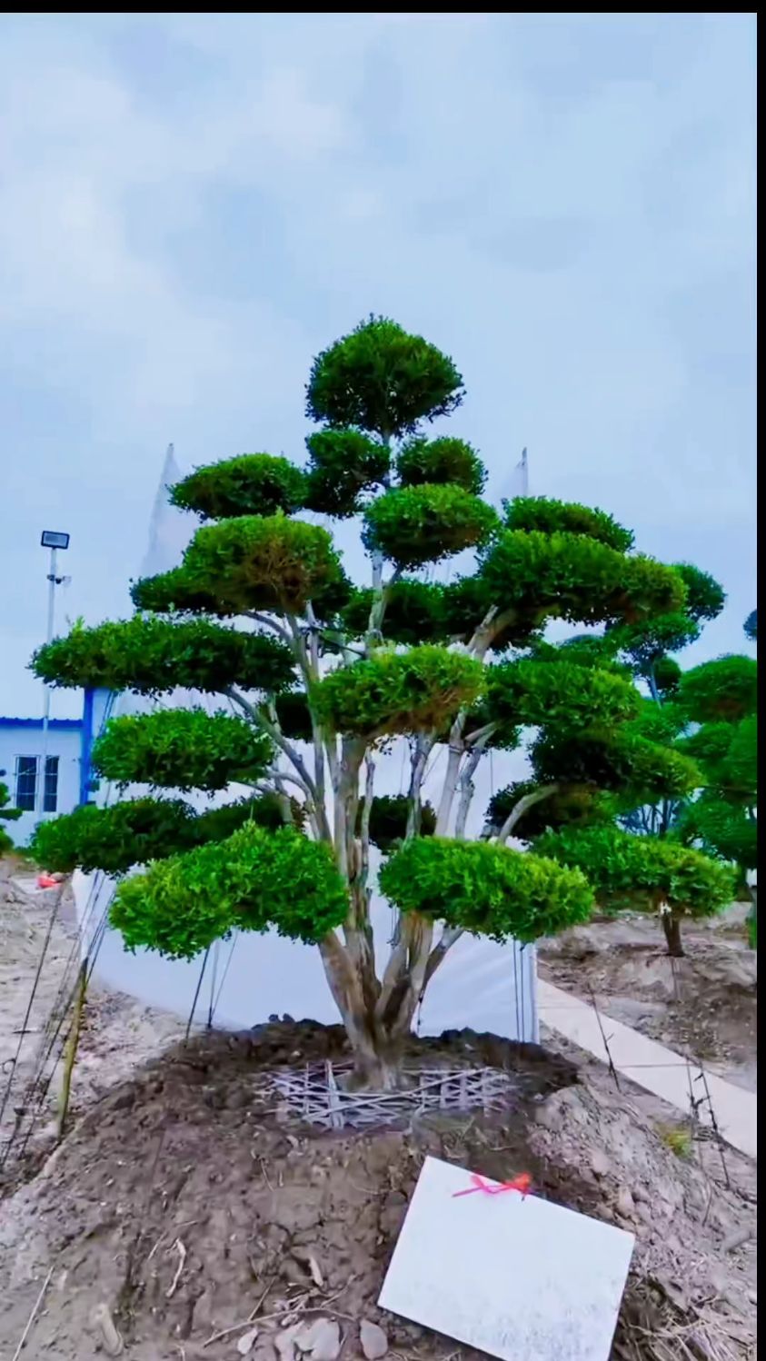 地栽黄杨树怎样造型图片