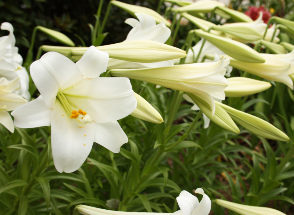 百合花長什麼樣?