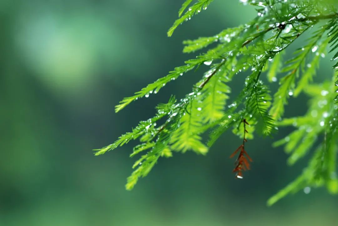 雨滿情懷春染色,鶯啼水岸柳彈弦.邂逅醉美《雨水》詩詞