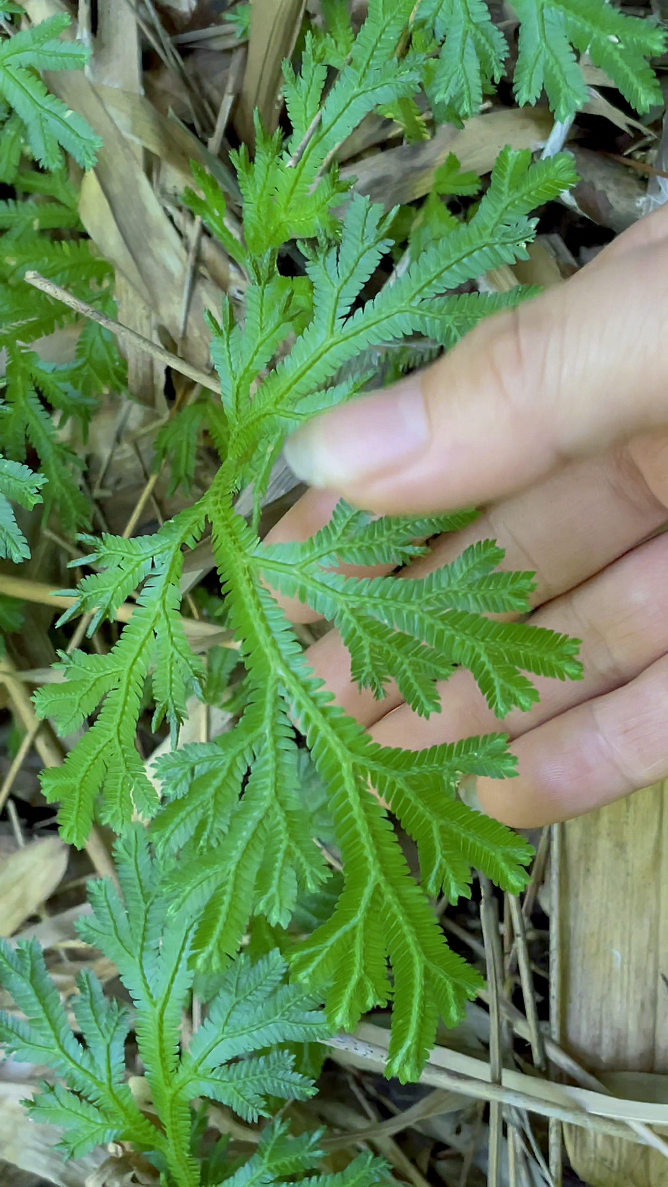 农民称它为去风草的这种植物学名叫深绿卷柏遇见采摘些回家