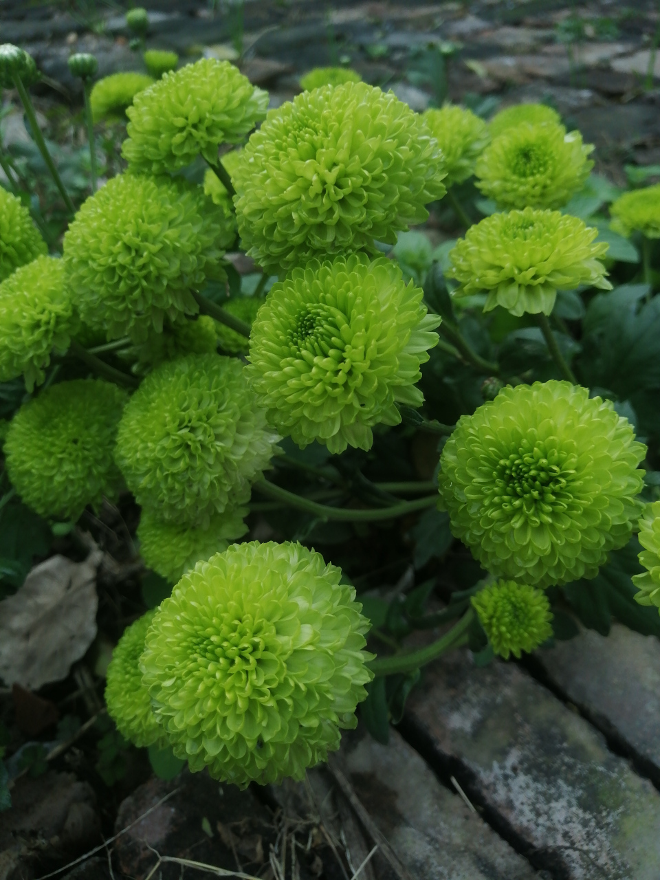 菊花开成了绣球!