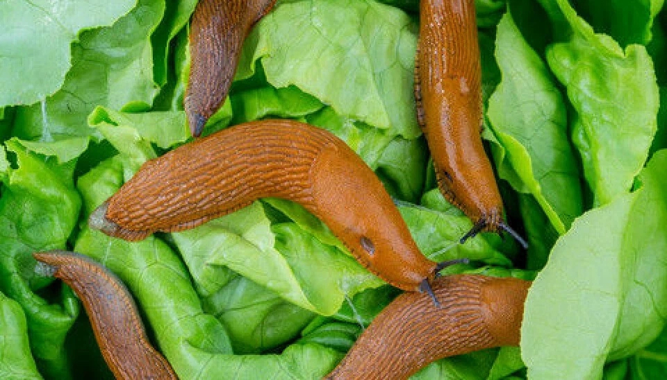 红色蛞蝓人不吃,鸟不食.它究竟有何手段可以肆意繁殖的