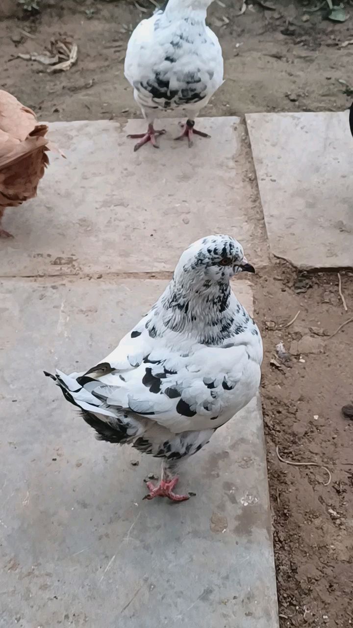 康丰元宝圆环鸽