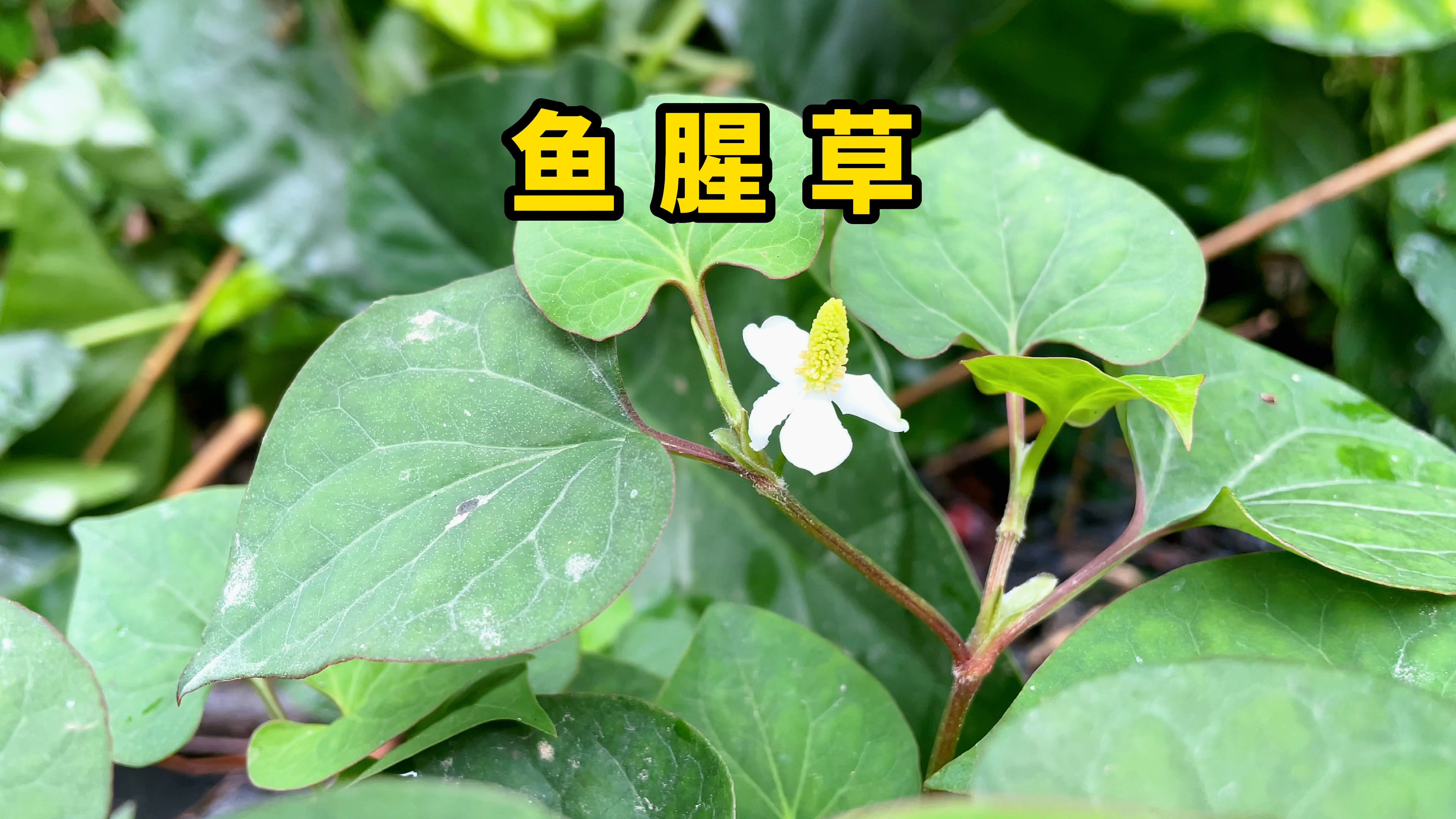 鱼腥草又叫折耳根,原来还有很多人不懂它,遇到挖些回家