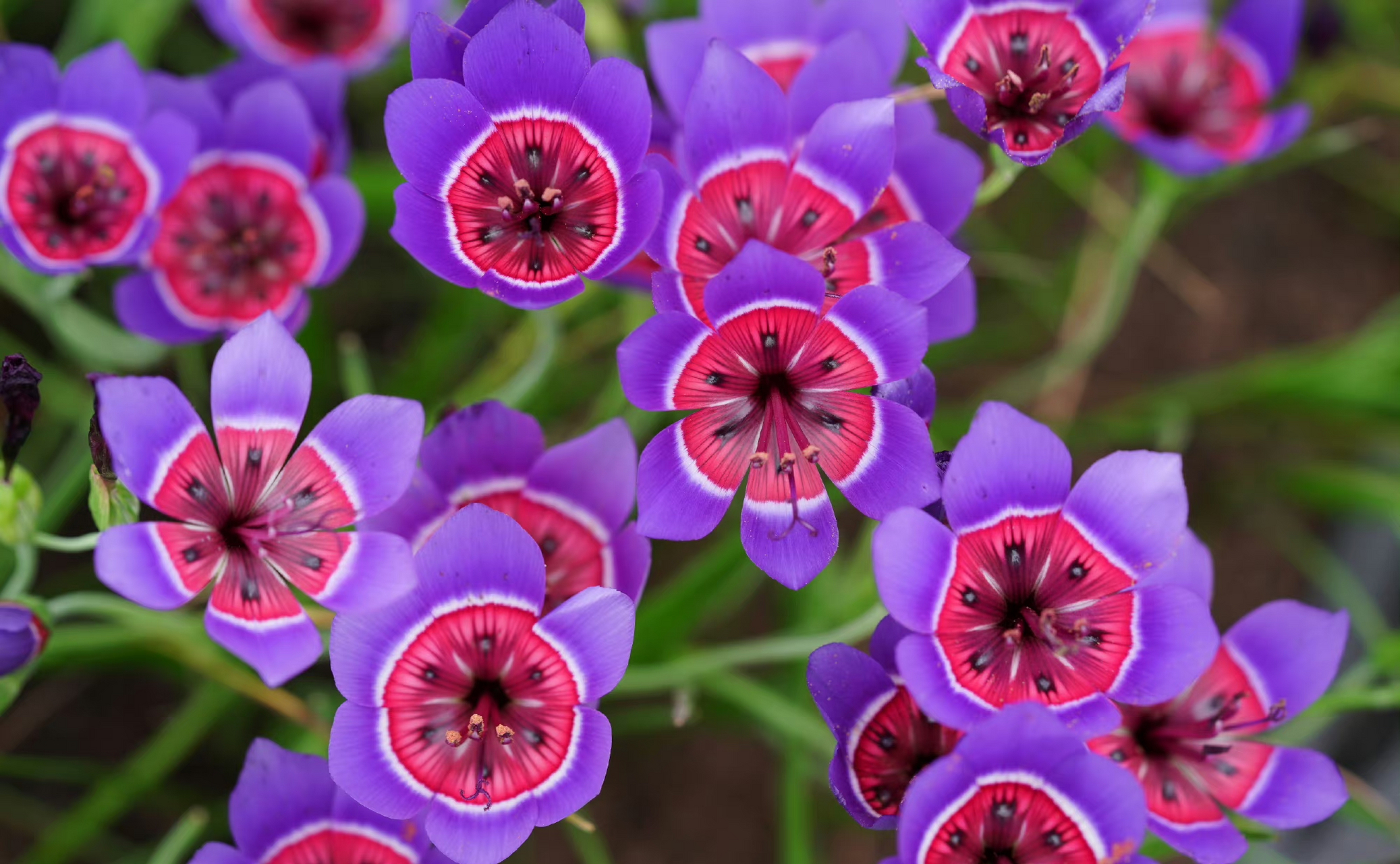 红蓝酒杯花 geissorhiza radians 67