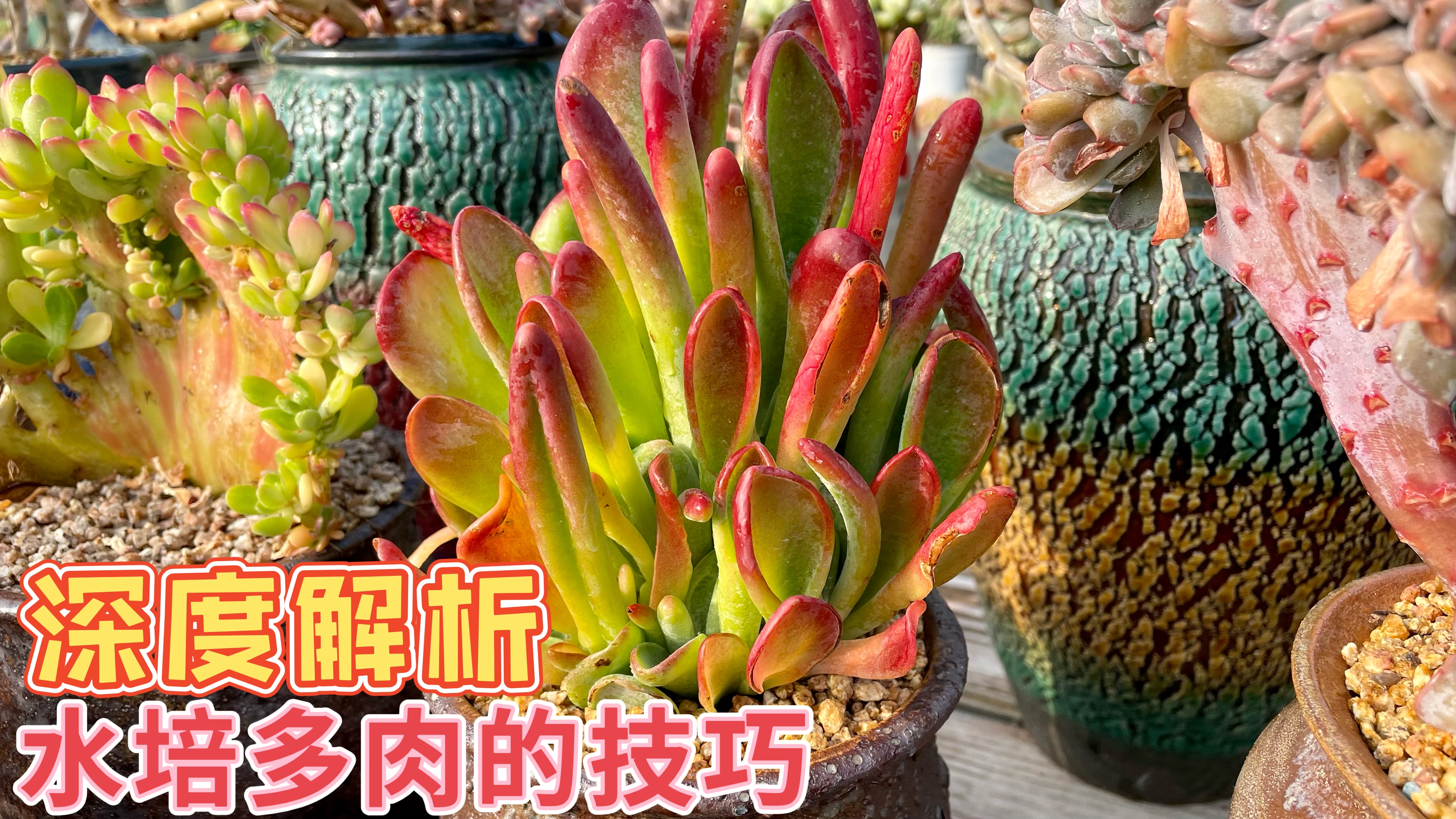 水培多肉植物的深度解析以及修根的必要,大棚主的实操经验分享