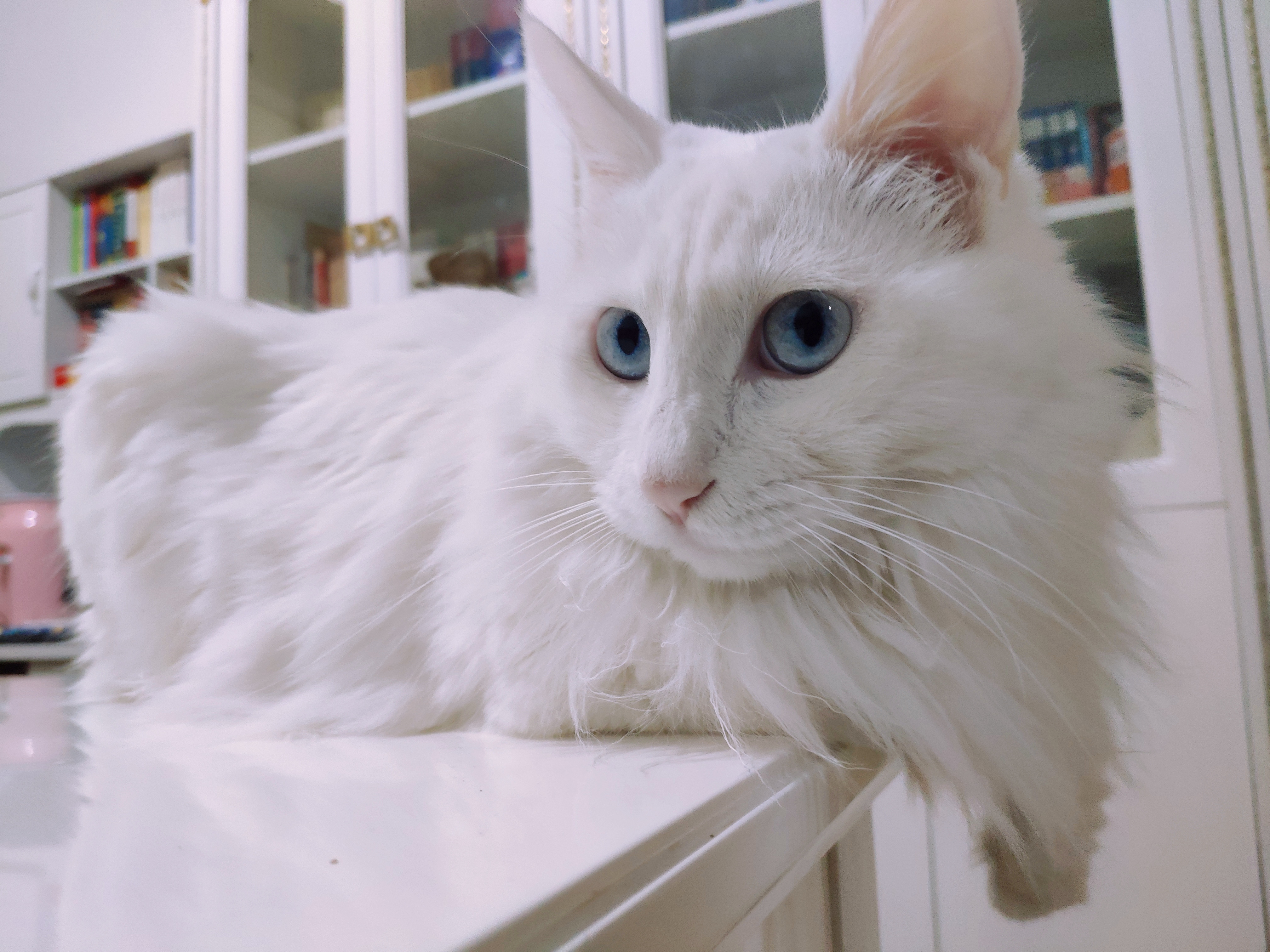 在这世界的喧嚣中, 存在着一种独特的宁静之美——那便是蓝眼睛狮子猫