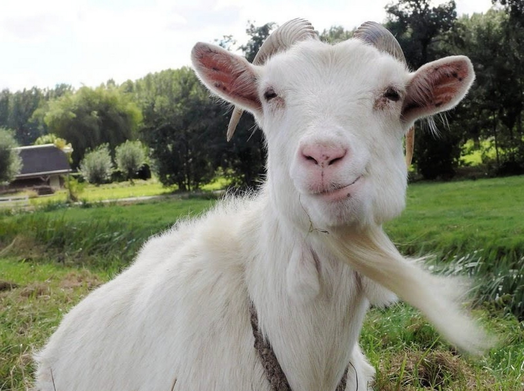 干净的山羊90,头发有型,胡须冉冉,看着还蛮舒服.