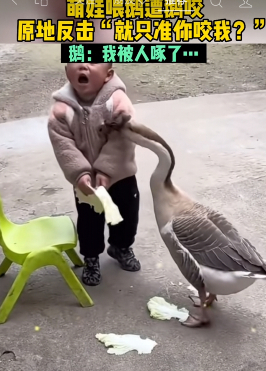 鹅:不该是我咬人吗?我怎么还被人咬了[挠头]